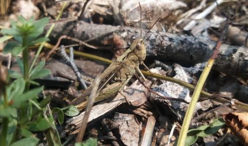 Chorthippus sp.